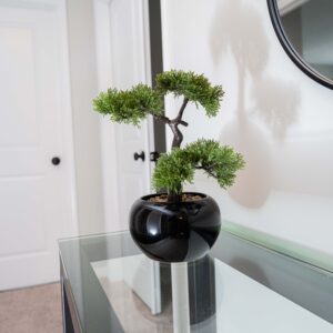 Small bonsai tree in a sleek black pot sits on a glass table in a minimalist room with white walls. The reflection of the tree is captured in a nearby round mirror.